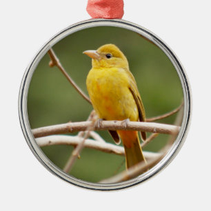 Ornement En Métal Tanager d'été