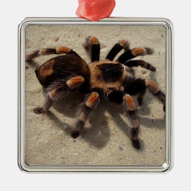 Ornement En Métal Tarantula brachypelma rouge genou toxique (Devant)