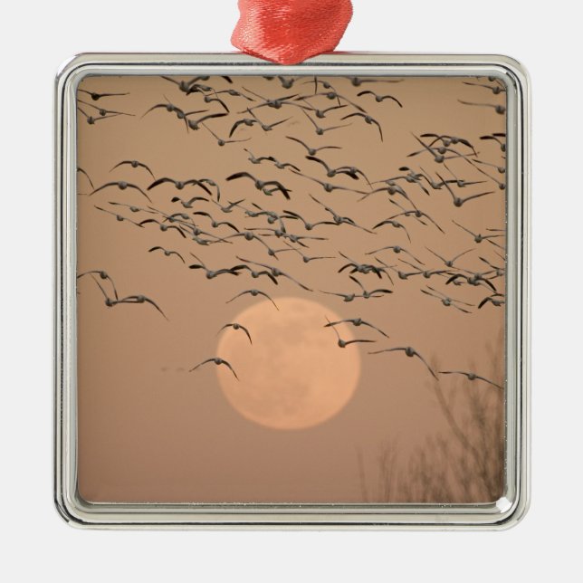 Ornement En Métal Un groupe d'oies des neiges migratrices, Grus (Devant)