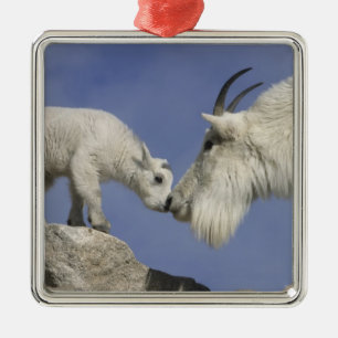 Ornement En Métal USA, Colorado, Mont Evans. Mère de chèvre de monta