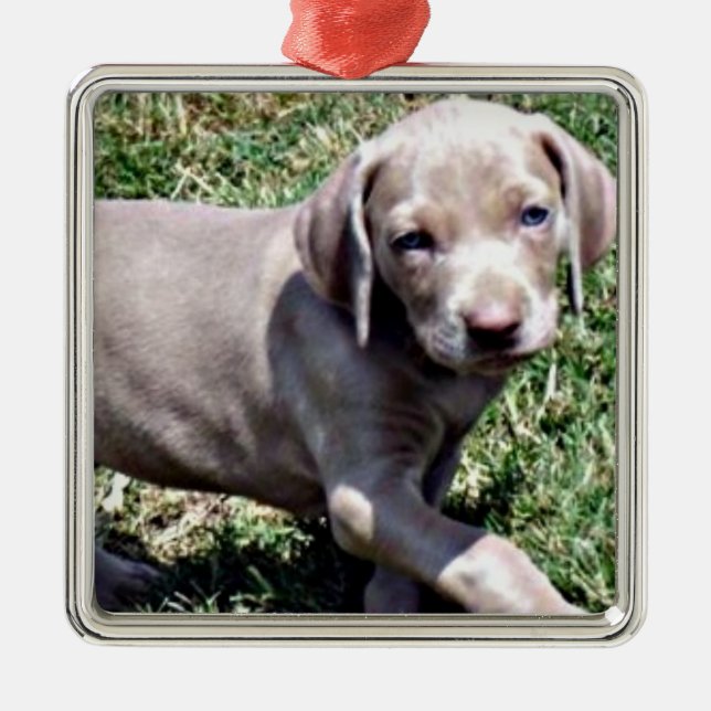 ORNEMENT EN MÉTAL "WEIMARANER PUPPY" ORNAMENT DE NOËL (Devant)