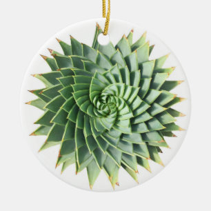 Ornement en spirale de Succulent d'aloès