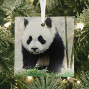 Ornement En Verre Animaux de bébés cutest Baby Panda Bear