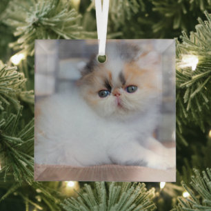 Ornement En Verre Animaux de bébés cutest Calico Persian Kitten