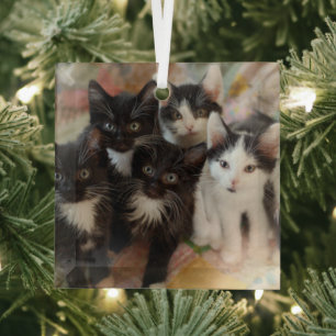 Ornement En Verre Animaux de bébés cutest Chatons noirs et blancs