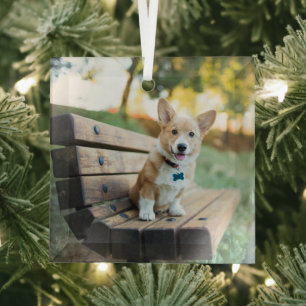 Ornement En Verre Animaux de bébés cutest Corgi Puppy sur un banc
