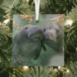 Ornement En Verre Animaux de bébés cutest | Deux Manatees<br><div class="desc">Cette jolie photo Getty Images comporte deux lamantins.</div>