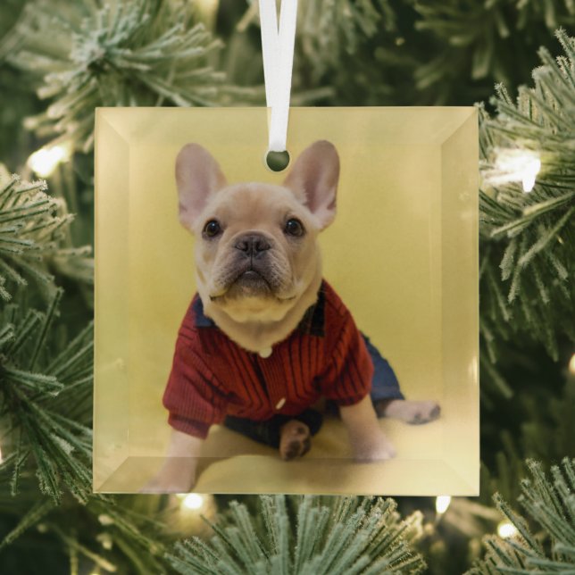 Ornement En Verre Animaux de bébés cutest | French Bulldog habillé (Insitu)