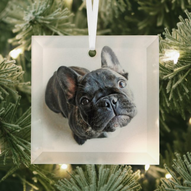 Ornement En Verre Animaux de bébés cutest | French Bulldog Look Up (Insitu)