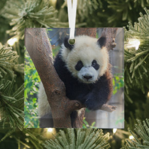 Ornement En Verre Animaux de bébés cutest   Géant Panda Cub