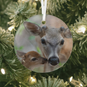 Ornement En Verre Animaux de bébés cutest Key Deer Stag & Fawn