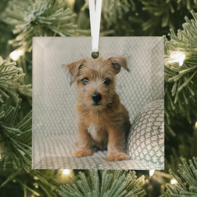 Ornement En Verre Animaux de bébés cutest | Norfolk Terrier Puppy (Insitu)