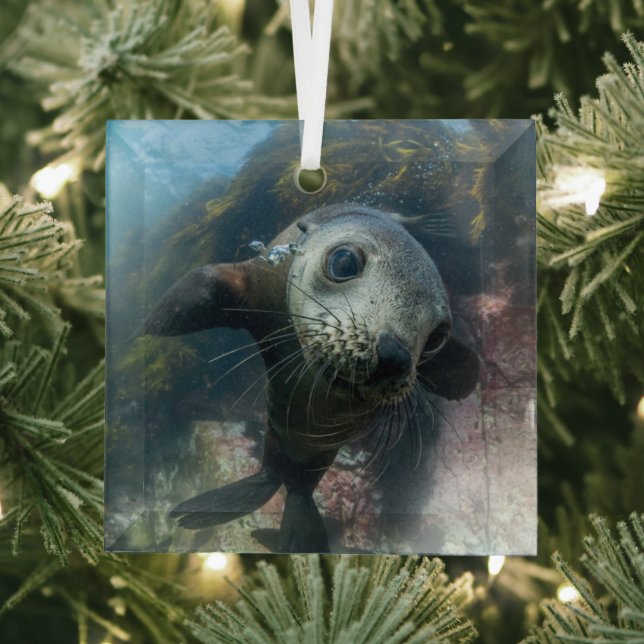 Ornement En Verre Animaux de bébés cutest | Phoque sous-marin Cape F (Insitu)