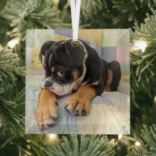 Ornement En Verre Animaux de bébés cutest Shy Old English Bulldog