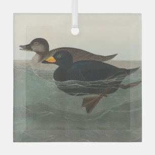 Ornement En Verre Audubon American Scoter Duck Classic