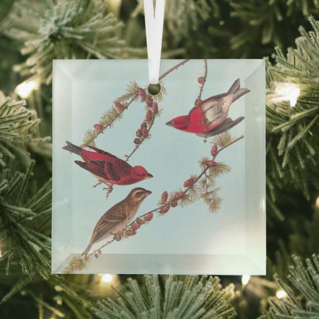 Ornement En Verre Audubon's Purple Finch Trois oiseaux rouges en hiv (Insitu)