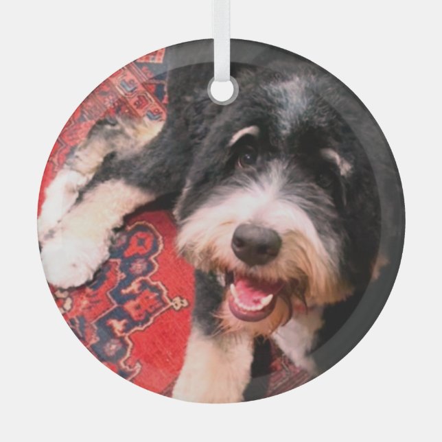 Ornement En Verre BerneDoodle relaxant sur tapis (Recto)