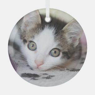 Ornement En Verre Cute Kitten 1 Cercle photo