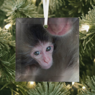 Ornement En Verre Cutest Baby Animals   Baby Macaque Monkey & Mother