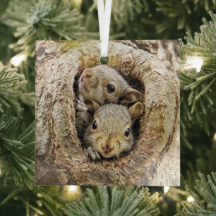 Ornement En Verre Cutest Baby Animals   Curious Baby Squirrels