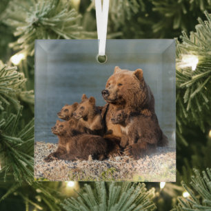 Ornement En Verre Cutest Baby Animals Mother Bear & Cubs