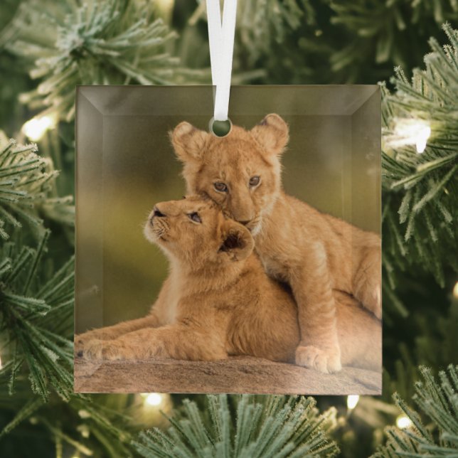 Ornement En Verre Cutest Baby Animals | Two Lion Cubs (Insitu)