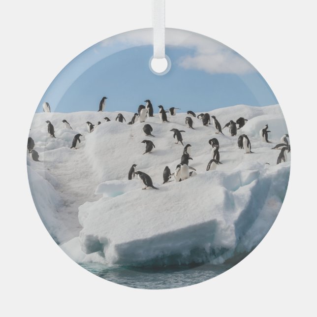 Ornement En Verre Gentoo Penguin Antarctica Iceberg Playtime (Recto)