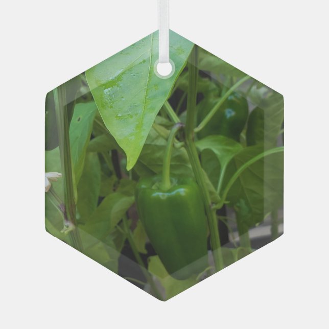 Ornement En Verre Green peppers (Recto)