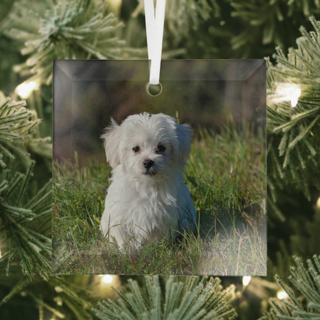 Ornement En Verre Joli chiot blanc (Insitu)