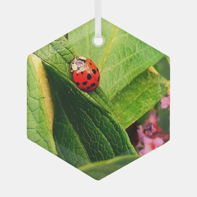 Ornement En Verre Ladybird (Recto)