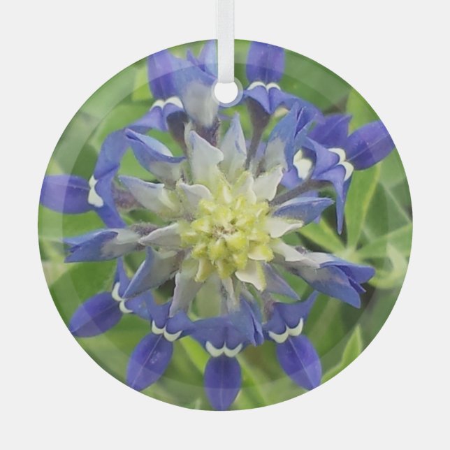 Ornement En Verre Oeil du Texas Bluebonnet Ornament (Recto)