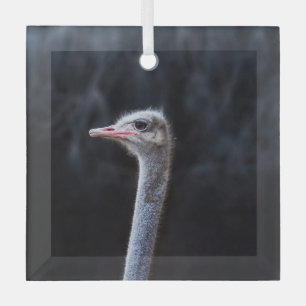 Ornement En Verre Photographie d'autruche