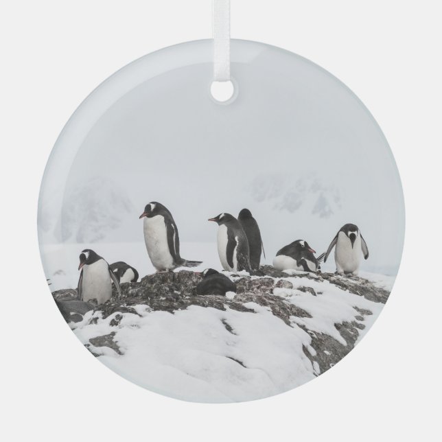 Ornement En Verre Pingouins Gentoo, Antarctique, station Vernadsky. (Recto)