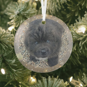 Ornement en verre pour chiot gris commande spécial
