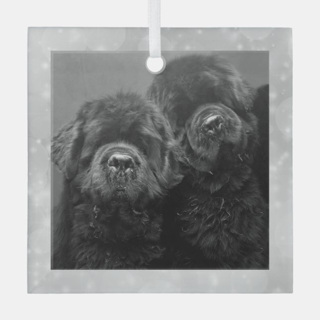 Ornement En Verre Special Order Two Newfs Glass Ornament (Recto)