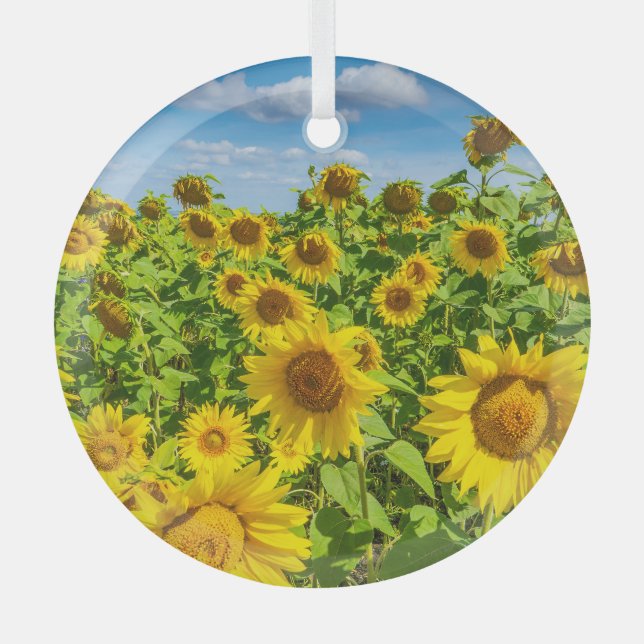 Ornement En Verre Terrain de tournesol, ensoleillé l'été. (Recto)