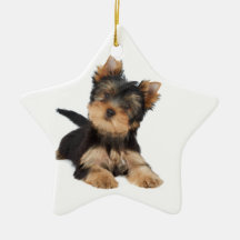 Chiot mignon de yorkie