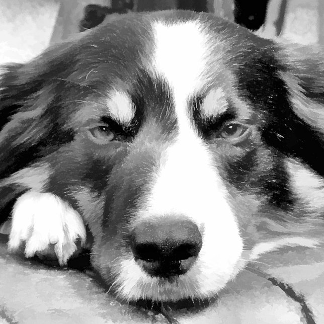 ORNEMENT FLOCON DE NEIGE COLLIE FRONTALIÈRE (Créateur téléchargé)