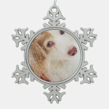 Jour férié Noël Dachshund rouge Chandail de Noël