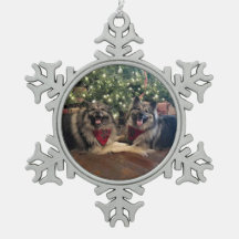 Keeshond avec l'arbre de Noël