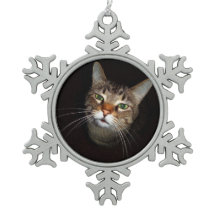 Wiskers tigré heureux