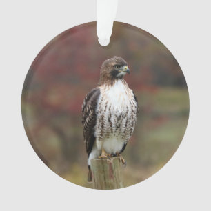 Ornement Hawk