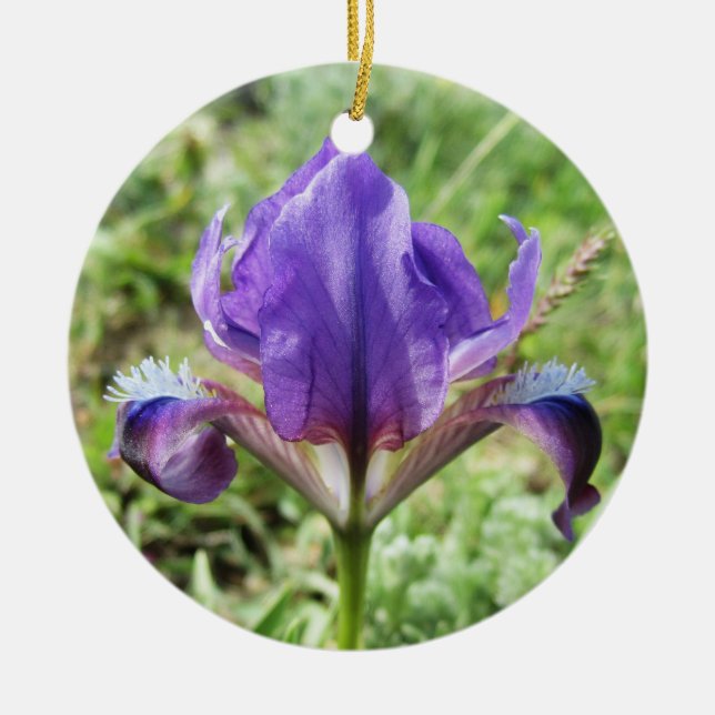 Ornement Iris Sauvage (Devant)