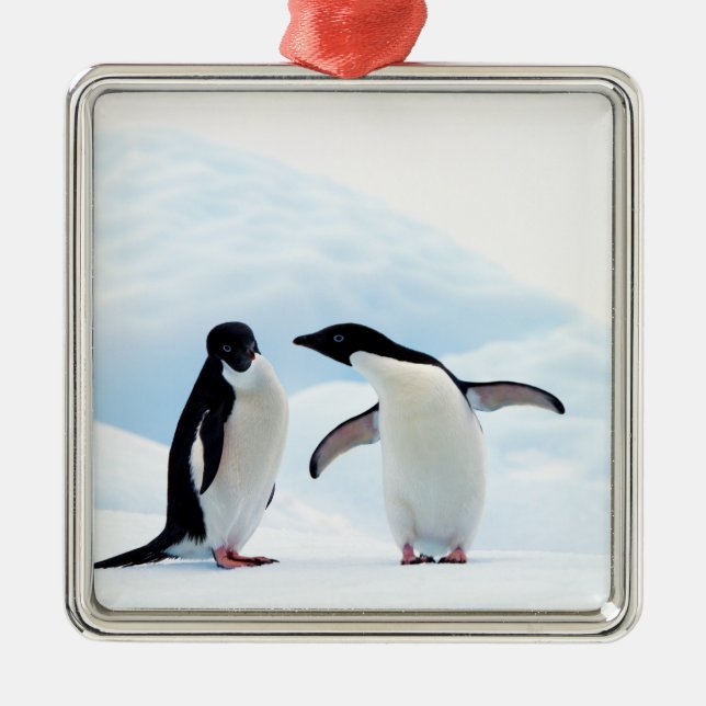 Ornement Métallique Adelie Penguins (Devant)