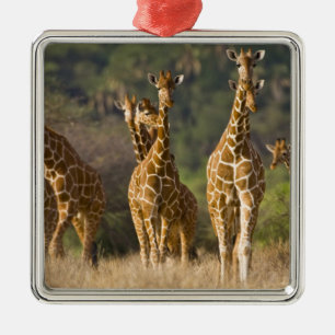 Ornement Métallique Afrique. Kenya. Troupeau de girafes réticulées