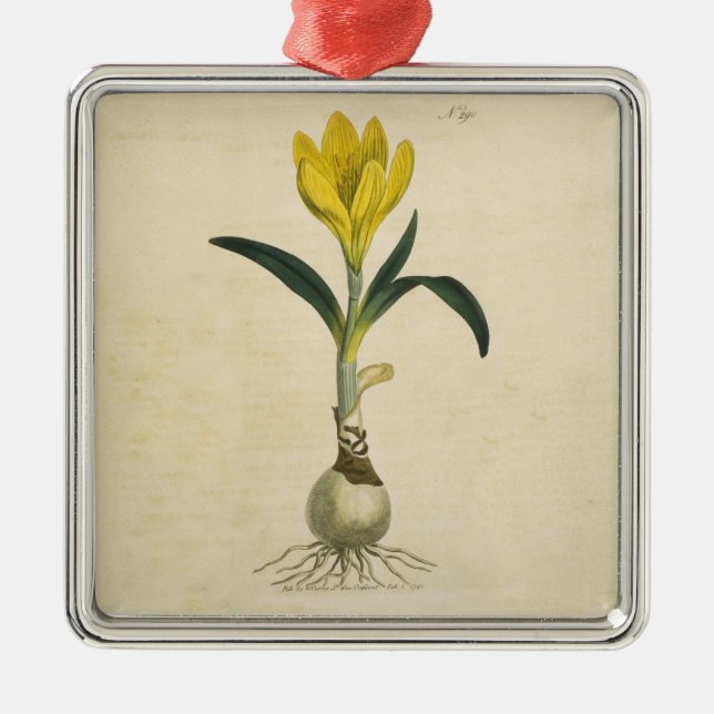 Ornement Métallique Amaryllis Tulip Jardin Botanique Fleur (Devant)