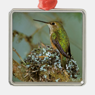 Ornement Métallique Amérique du Nord, États-Unis, Alaska. Colibri à go