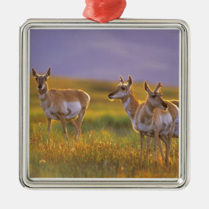 Ornement Métallique Antilope d'Amérique dans le Montana