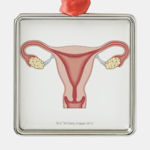 Ornement Métallique Appareil génital féminin 2