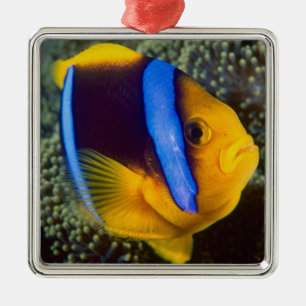 Ornement Métallique Australie, Grande Barrière de corail, Poisson-clow